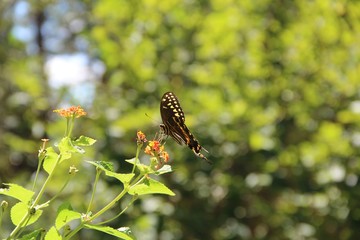 Butterfly pollinating flower