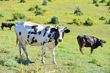 Fototapeta premium Komik Anlar