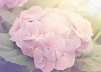 Soft focus of pink Hydrangeas flowers