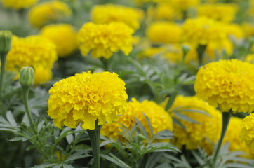 A flower bed of yellow blooming marigolds growing in the garden