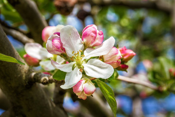 Spring apple blossoms