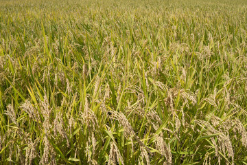 稲刈り前の田んぼ