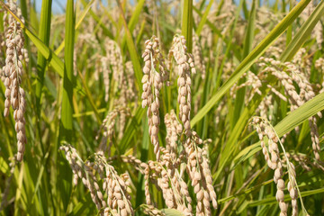 稲穂