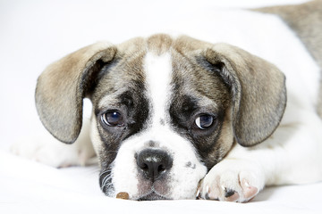 Süsser Bulldog Welpe 4 Monate alt