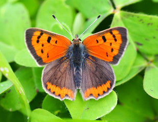 Small Copper (Lycaena phlaeas)