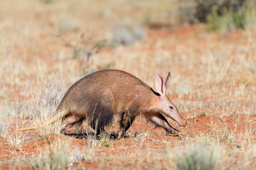 Aardvark