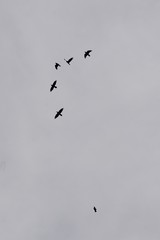 Schwarm Krähen am Himmel