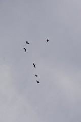 Schwarm Krähen am Himmel