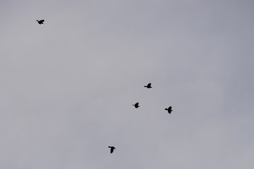Schwarm Krähen am Himmel