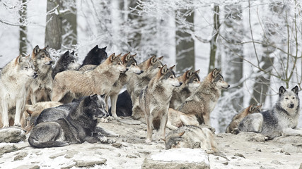 Meute de loups en hiver
