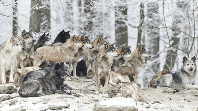 Fototapeta Wolfsrudel im Winter