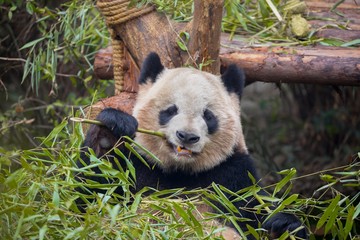 Giant panda eating bamboo