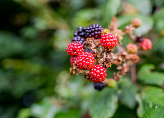 Blackberries in the wild