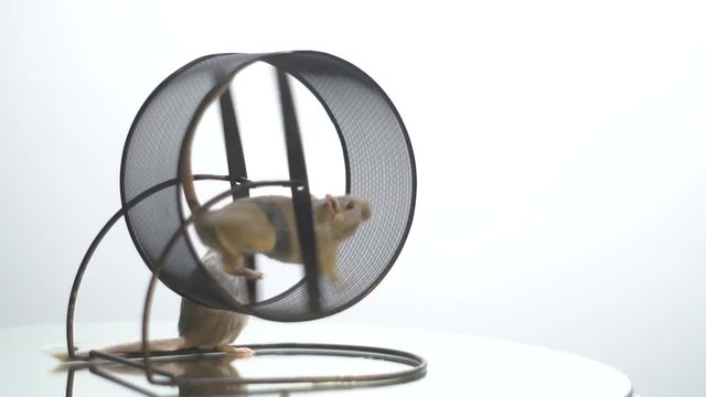 White mouse runs on the running wheel until she gets bored, slow motion