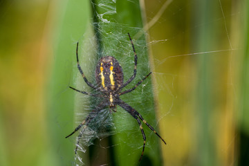 a large colorful spider clinging to its cobweb hanging on the leaves of a yucca flower basks in the spring sun against a background of green leaves