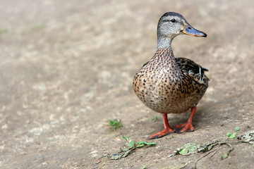 Female Mallard, wild duck shooting outdoors.