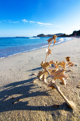 Pianta secca sulla spiaggia di Villasimius