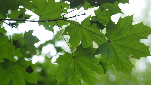 Maple Green Leaves On A Tree