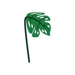 plant leave palm nature decoration ornament vector illustration