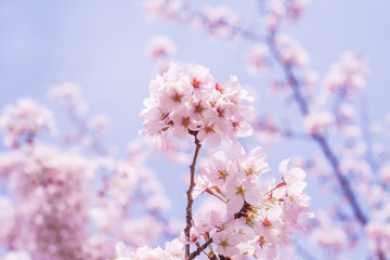 満開の桜