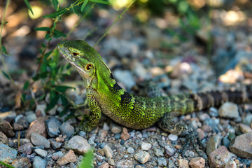lizard in Arizona