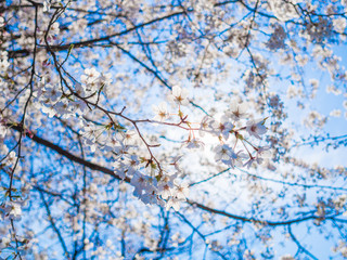 Beautiful view of hanami park during cherry blossom season in Kyoto