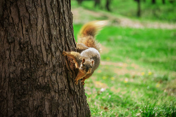 Sideways Squirrel (With Iris)