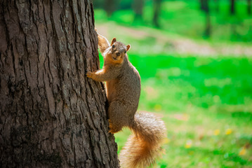 Vertical Squirrell (With Iris)