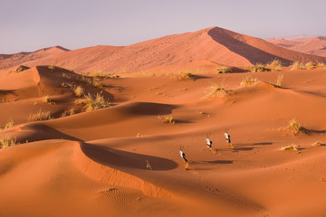 Fototapeta na wymiar desert dunes, ,Sossusvlei, Namibia