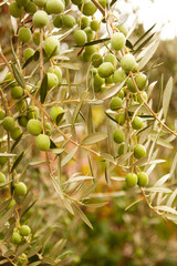 Green olive branch.
