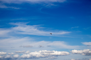 Bird Seagull Flying in the blue sky