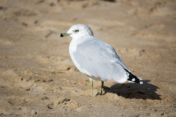 Bird Seagull