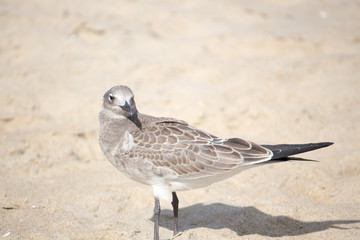 Obraz premium Seagull