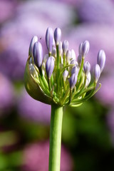 Knospige Blüte einer violetten Agapanthus im Garten