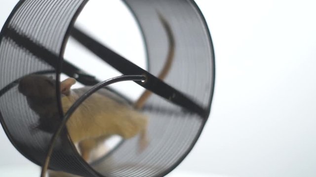Front view as a mouse with squinted eyes running in a running wheel, slow motion