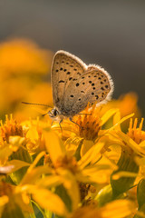 Fototapeta na wymiar RMNP Little Blue Butterfly