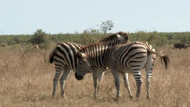 Plains Zebra (Equus quagga burchellii ) scratching each others back