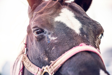 Closeup portrait of black horse and eyes during soft warm sunlight sunset and harness