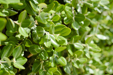Australian CALLISTEMON PLANT red bottle brush flower blooming on sunny outdoors. Closeup on vibrant colorful exotic floral natural bright lieves background