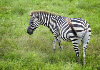 Fototapeta na wymiar Single Zebra in a Green Field