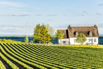 Fototapeta premium Landscape view of farm in Ile D'Orleans, Quebec, Canada with green rows of plants at field with house and wooden fence