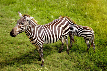 Fototapeta na wymiar Two Zebras in a Green Field