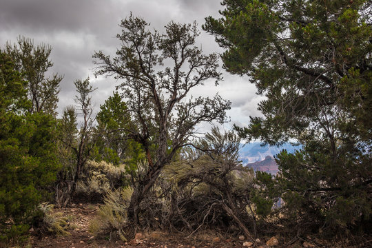 This image was captured  on the way to Point Sublime and Swamp Point on the North Rim of the Grand Canyon.