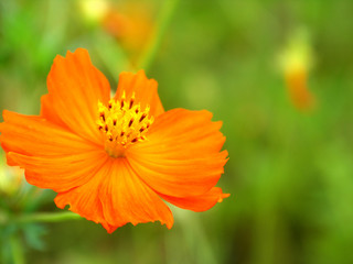 オレンジのコスモス