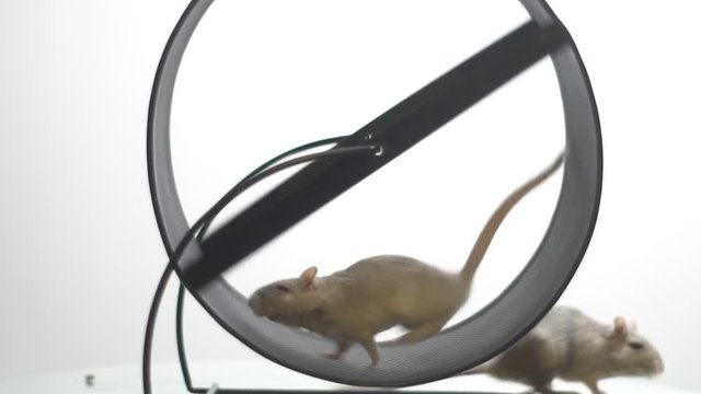 The white mouse runs in the running wheel and in the background a different mouse stands on its hind legs, slow motion