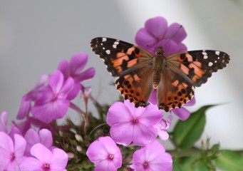 Monarch on purple flowers