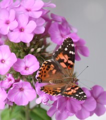 Monarch on purple flowers
