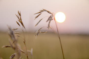 Stems of long grass in summer sunset, meadow, red sun, summer background