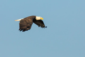 Flying Bald Eagle with wings down