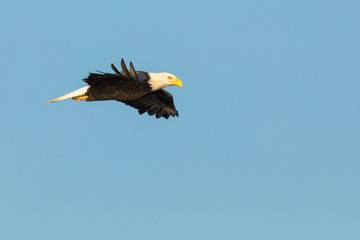 Flying Bald Eagle with wings Spread profile